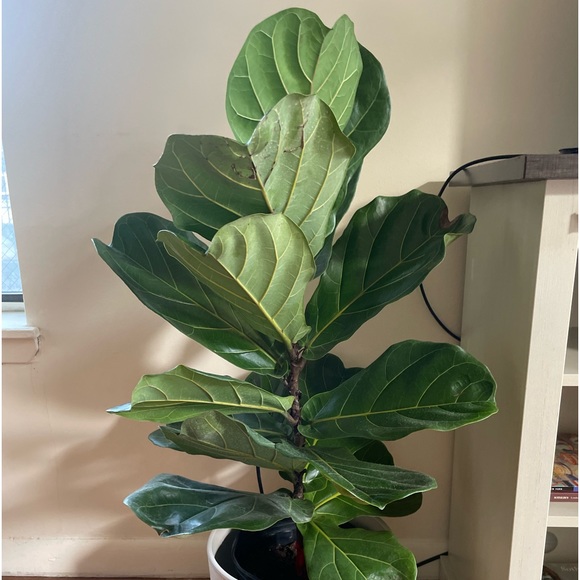 Meet your Posher, Cecilia - Picture 2 of 5